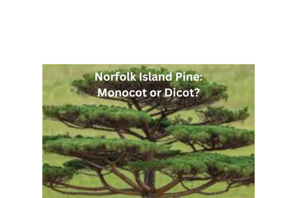 Norfolk Island Pine: Monocot or Dicot