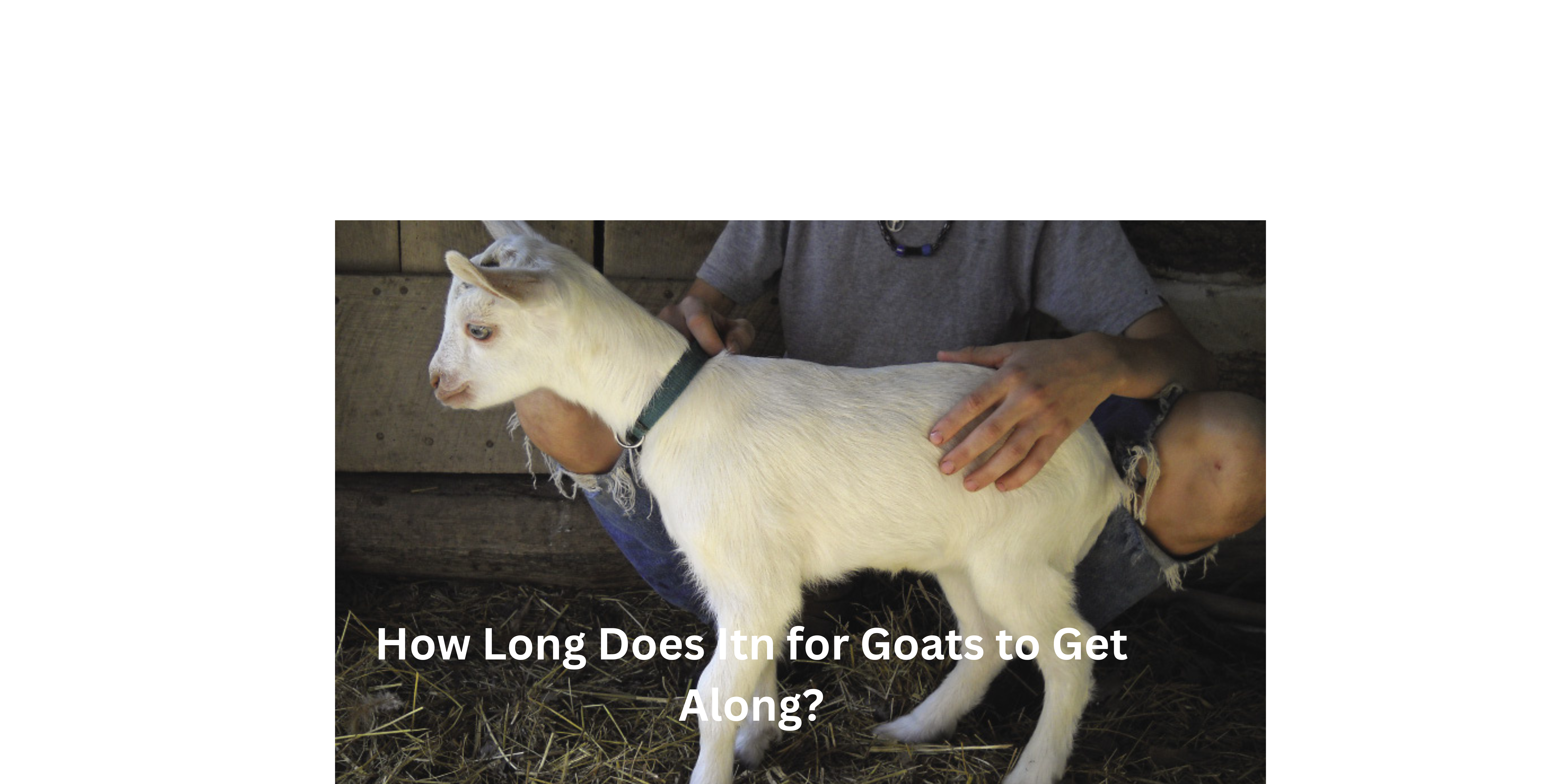 How Long Does Itn for Goats to Get Along